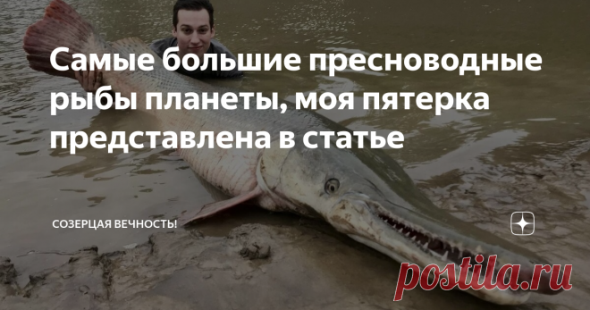Самые большие пресноводные рыбы планеты, моя пятерка представлена в статье Приветствую уважаемых подписчиков и гостей! Сегодня хочу коротко написать о ТОП-5 рекордсменов по весу  среди пресноводных рыб планеты. Что бы не тянуть Барсика за киндер сюрпризы погнали! Список будет в порядке возрастания. 5. Аллигаторова щука, он же Миссисипский панцирник. Здоровенная такая рыбина, похожа на смесь щуки с гавиалом (это такой вид крокодила, с узкой мордой). Аллигаторова щука обитае...