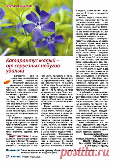 Катарантус малый или барвинок розовый