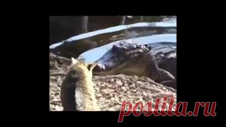 Срашнее кошки зверя нет!
