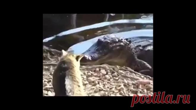 Срашнее кошки зверя нет!