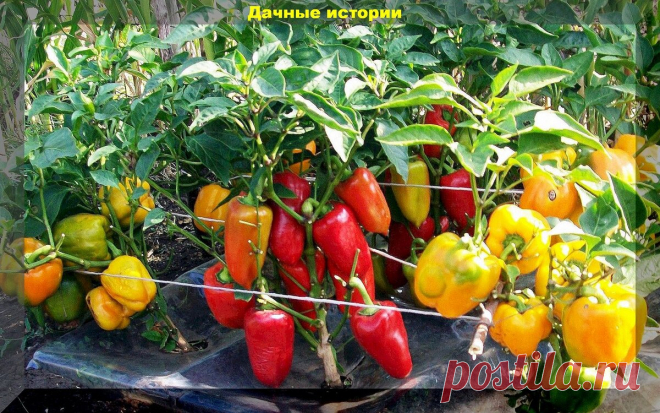 Апрельские посевы: посевы на рассаду овощей и цветов, а также ранневесенние посевы в открытый грунт самых холодостойких культур | Дачные истории | Дзен