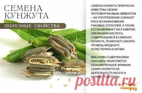 Семена кунжута полезные свойства