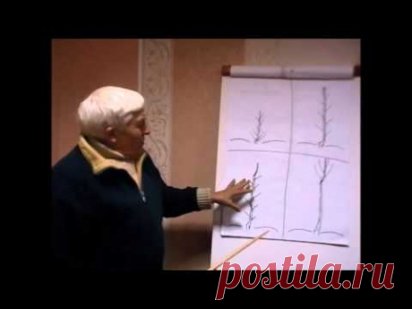 Формирование кроны дерева грецкого ореха