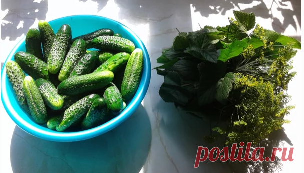 Два гибрида огурцов, которые я посажу для первого урожая в мае-июне. | Цветочная душа | Яндекс Дзен