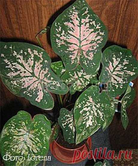 Каладиум Caladium - Комнатные растения и цветы