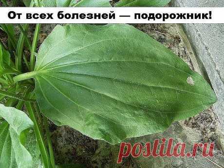 От всех болезней — подорожник!
Подорожник — одно из старинных лекарственных растений. Он был известен еще в Китае, Древней Греции и Риме, это растение высоко ценили персидские и арабские врачи.
Латинское название образовано от слов «подошва» и «двигать», так как листья его напоминают след ноги. Эту же особенность заметили и индейцы Америки, называя его «следом белого человека».
В народной и официальной медицине применяются листья подорожника большого (Plantago major). Преп...