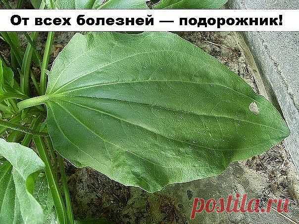 От всех болезней — подорожник!
Подорожник — одно из старинных лекарственных растений. Он был известен еще в Китае, Древней Греции и Риме, это растение высоко ценили персидские и арабские врачи.
Латинское название образовано от слов «подошва» и «двигать», так как листья его напоминают след ноги. Эту же особенность заметили и индейцы Америки, называя его «следом белого человека».
В народной и официальной медицине применяются листья подорожника большого (Plantago major). Преп...