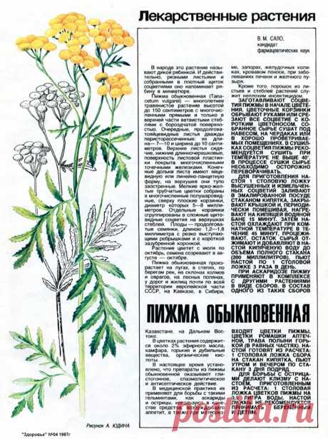 Пижма обыкновенная