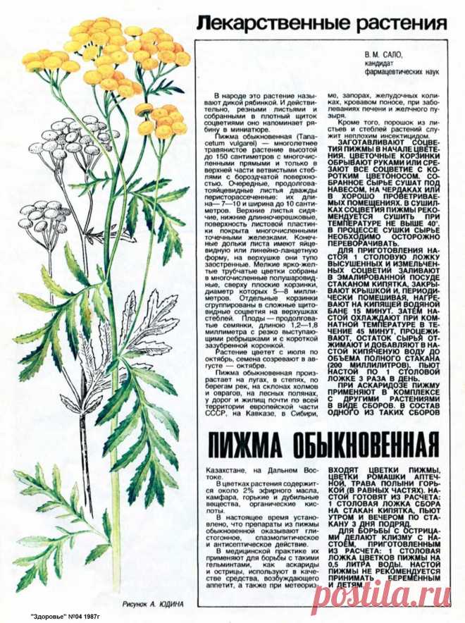 Пижма обыкновенная