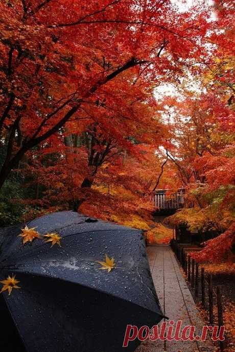 Атмосфера осени ...