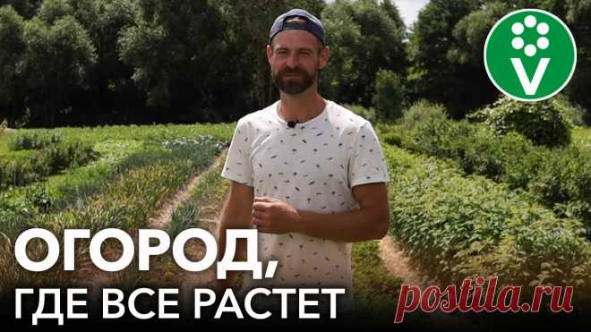Огород где все растет новое видео Блог по вязанию для начинающих и опытных вязальщиц Ваш ресурс номер один для обучения вязанию спицами. Блог, посвященный бесплатным выкройкам, видео по вязанию, пряже и всему, что нужно для этого удивительного хобби.