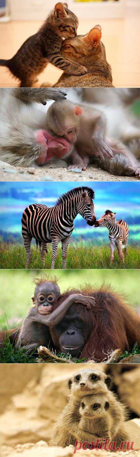 Материнская любовь и забота в животном мире (32 фото)