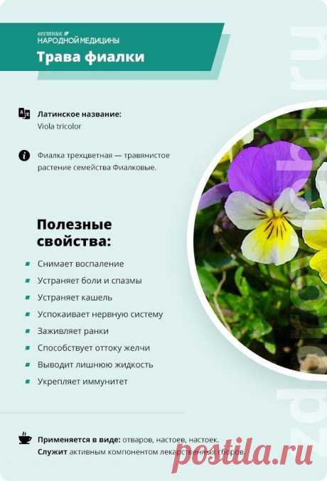 Трава фиалки