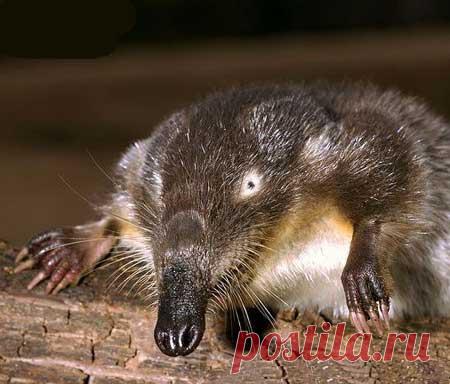 За что так смешно обозвали этих чудных животных? Выхухоль, свиноногий бандикут и остальная компания ждут вас в этом посте!