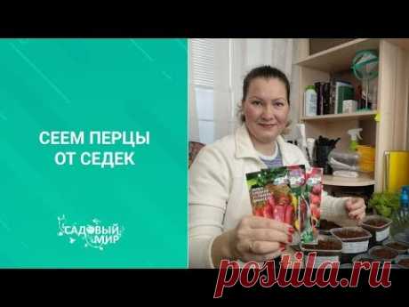 Посев семян перца в феврале 2020. Как это делаю я. Всегда крепкая рассада.