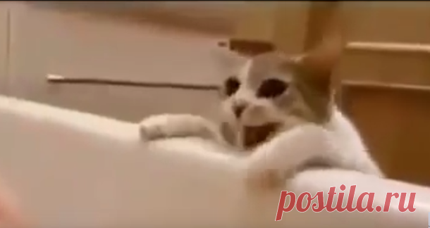 Кошка думает, что хозяйка тонет в ванной. Ее реакция покорила Интернет!