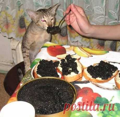 Дегустатор .