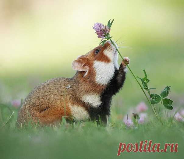 КАКОЙ СЕГОДНЯ ПРАЗДНИК? 16 Апреля 2020 г. – Четверг • Великий четверг (Воспоминание Тайной Вечери) • Всемирный день «точки с запятой» (World Semicolon Day)4 года • Праздник иконы Божией Матери «Неувядаемый цвет» • День Чарли Чаплина131 год • День коричного ветра • Всемирный день голоса (World Voice Day) • Международный день торт-пиццы (International Pizza Cake Day) • День «Спасите слона» (Save The Elephant Day)8 лет • День мира в Чеченской Республике11 лет • День памяти преподобного Никиты…