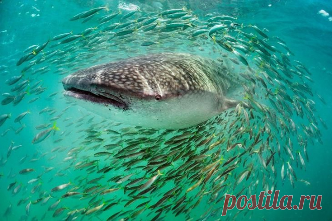 Редкие подводные кадры исчезающей морской жизни