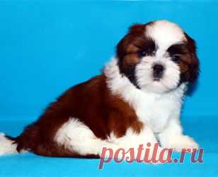 Щенки ши-тцу - Купить щенка ши-тцу Москва - Питомник ши-тцу Москва - щенки ши-тцу