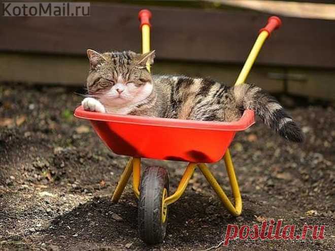 Даже у кота есть тачка...
