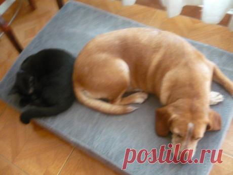 CANELA Y MIRRINGO