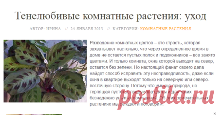 Список тенелюбивых комнатных растений – уход за ними и условия роста