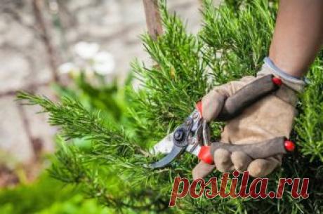 Август на клумбах дачи - сбор семян, пересадка многолетников, видео