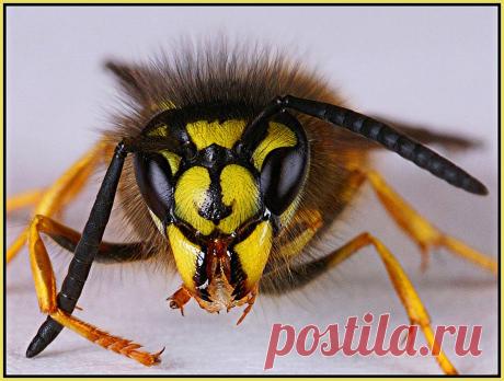 Яд осы способен убить раковые клетки, не затрагивая здоровые