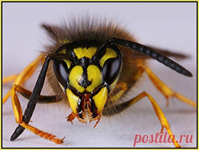 Яд осы способен убить раковые клетки, не затрагивая здоровые