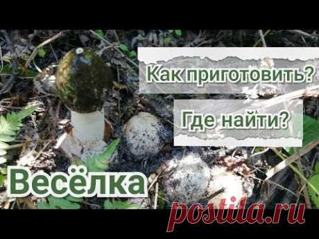 Весёлка. Где растёт весёлка? Как делать настойку весёлки. Как использовать весёлку? Целебник.