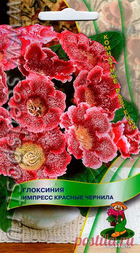 Глоксиния Импресс Красные чернила, 5 шт.