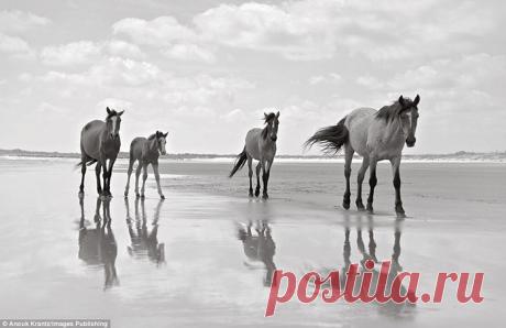 15 чёрно-белых фотографий диких лошадей, ради которых туристы стремятся на далёкий остров