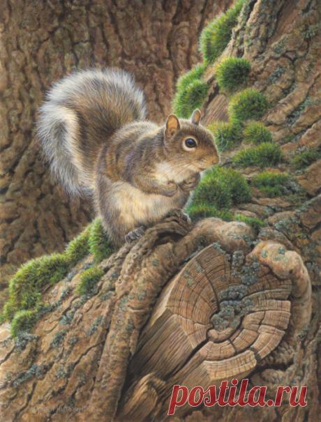 27 реалистичных картин животных от английского художника-иллюстратора Эндрю Хатчинсона