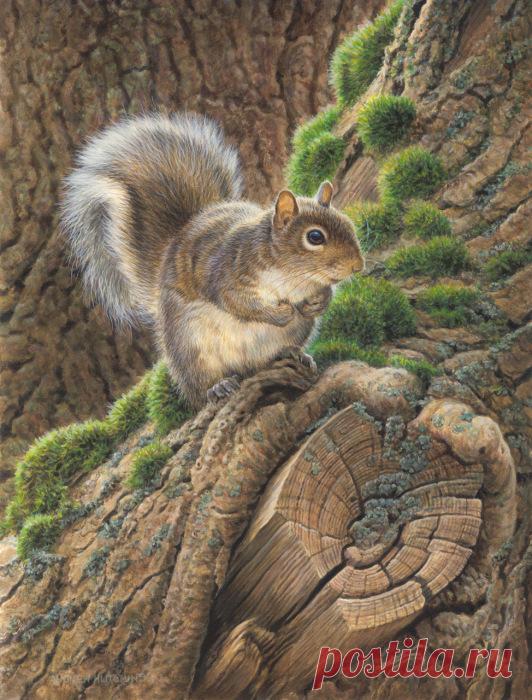 27 реалистичных картин животных от английского художника-иллюстратора Эндрю Хатчинсона