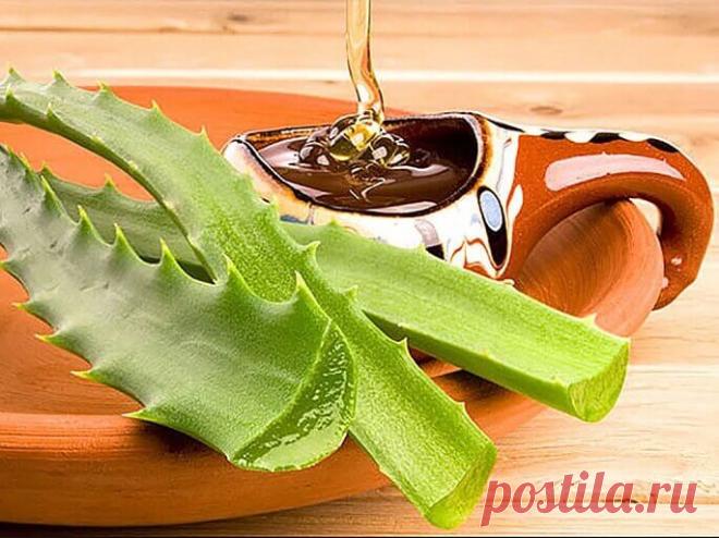 Алоэ для иммунитета