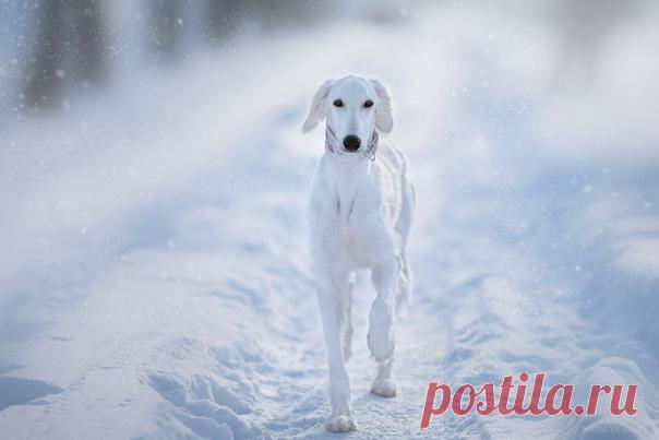 «Белое на белом» Борзая породы салюки в снежном антураже. Снимала Наталья Ляйс: nat-geo.ru/community/user/202804/