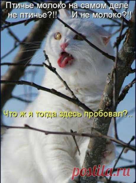 Google+