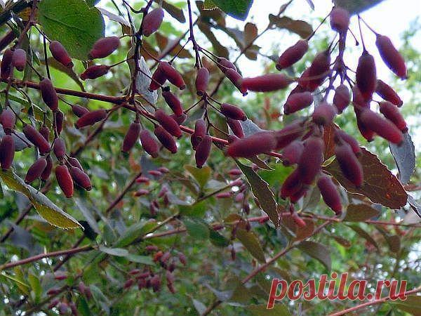 Фото Чубушник. Альбом Цветущие деревья,кустарники - 50 фото. Фотографии *GA* *LA*.