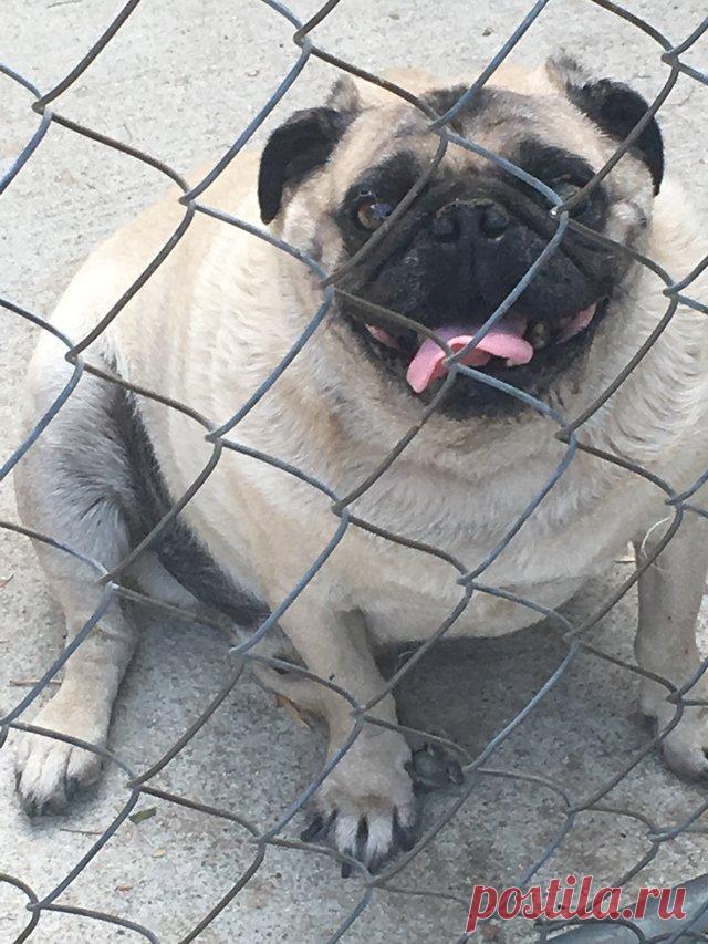 “Спасите, мы умираем от жары!” Двое мопсов сидели на привязи и мечтали о миске холодной воды 
Двое мопсов изнывали от жары…
Они были привязаны во дворе своего хозяина, не имея даже капельки воды. Пёсики просидели так около суток, пока их не нашла женщина по имени Изабелла.
Увидев их, она была…