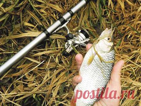 Плотва весеннего периода