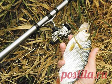 Плотва весеннего периода