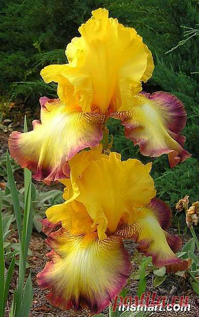 Bearded Iris 'Clothed In Glory' |  Найдено на сайте irismart.com.