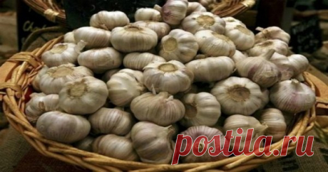 Варианта Б нет вот как положено хранить чеснок! Чтобы он не высох, не скукожился и сохранил всё свое добро — Копилочка полезных советов