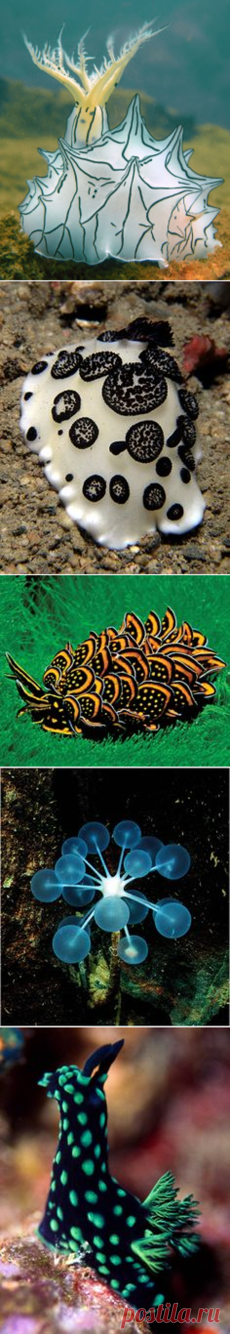 Морской слизняк on Pinterest
