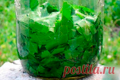 Готуємо розтирання з листя хрону. Підняла чоловіка на ноги за лічені дні! 




Зараз саме час позбутися від всієї солі, яка накопичилася в організмі і може привести до сольових болючих відкладень.






     (adsbygoogle = window.adsbygoogle || []).push({});




Візьміть свіжі великі листя хрону – 2 шт. Перед сном занурте їх з двох сторін окріп і відразу покладіть на спину, охоплюючи шию, попередньо змастивши ці області олією. Обвяжіть тканиною. Можливо легке печіння, але ...