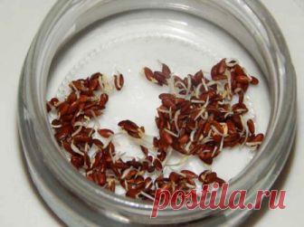 Проростки льна - ваш личный гастроэнтеролог Семена льна — источник масла, по своему целебному действию, не имеющего аналогов в своем роде. Кроме того, они содержат слизистые вещества. Эти факторы и определяют основное свойство проростков льна, как …