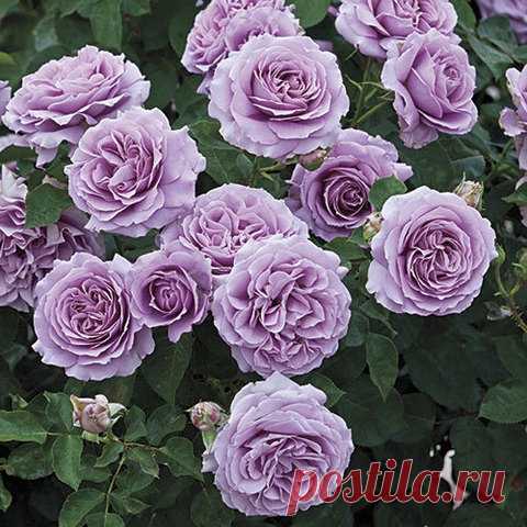Лав Сонг(Love Song)