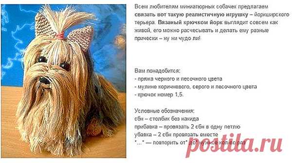 Йоркширский терьер. Описание