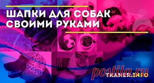 Чтобы ваш любимец выглядел не хуже других, вёл активный образ жизни и не болел, совсем необязательно спешить в магазин. Шапку для собаки можно сшить или связать самостоятельно. Ведь одежда для животных может стоить столько же, сколько и для людей. Если вы умеете строчить на швейной машинке и держать в руках спицы или крючок, сделать простейшую модель будет вполне по плечу. А на сэкономленные деньги лучше купите своему питомцу его любимое лакомство да и себе что-нибудь вкусненькое.